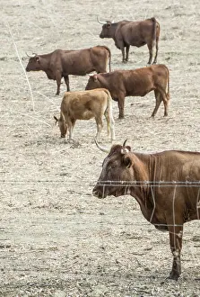 Cows on dairy farm. Brown cows behind fence