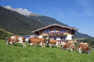 Cows decorated for the Almabtrieb in a meadow in front of the farm