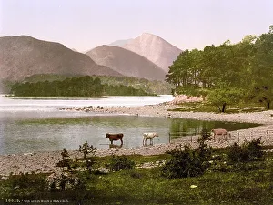 Cows at Derwentwater, Lake District
