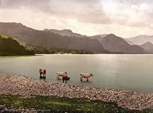 Cows at Derwentwater, Lake District