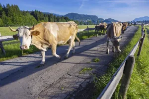 Cows are driven from the barn to the pasture in the morning