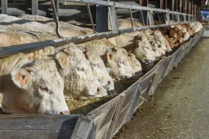 Cows eating in a stable in France