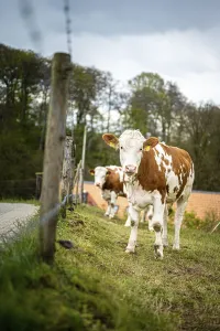 Several cows next to a fence looking towards the camera