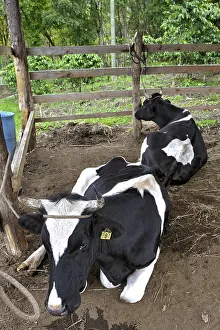 Cows behind gates, Monteverde, Alajuela province