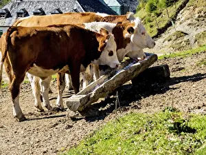 Cows grazing on an alpine pasture in Austria