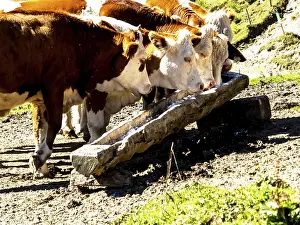 Cows grazing on an alpine pasture in Austria