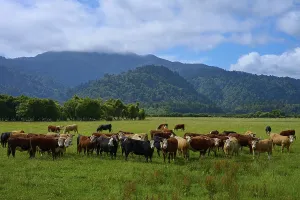 Category Wildlife DE Prints: Cows grazing on a green meadow with mountain and forest backdrop under a cloudy sky