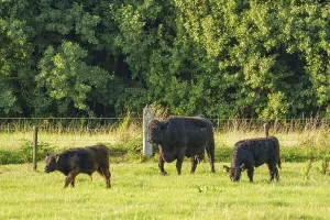 Three cows grazing on a green meadow in front of a row of trees