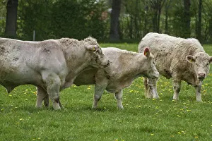 Three cows grazing and interacting peacefully in green surroundings