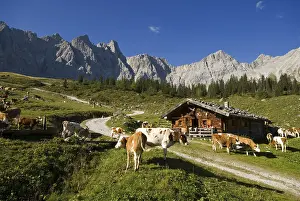 Cows grazing on the Ladiz-Alm alpine pasture