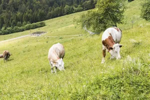 Cows grazing in the meadow in the mountains