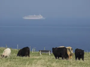 Cows grazing in a meadow by the sea
