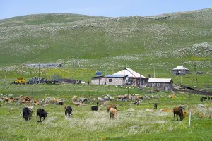Cows grazing on a pasture in front of a farmhouse with green hills in the background