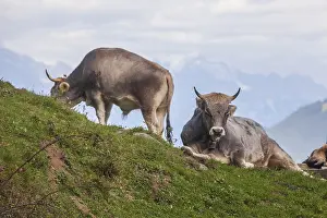 Cows grazing on pasture, Neustift im Stubai Valley
