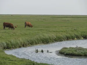 Cows grazing peacefully next to a river while a bird rests on the bank