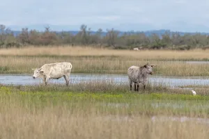 Cows grazing in a swamp in the Rhone delta