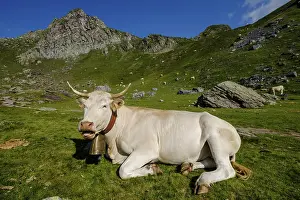 Cows on lac Casterau, Ayous lakes tour