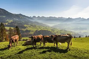 Cows on a mountain pasture, in the background the Churfirsten