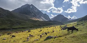 Cows in a mountain valley in the Tien Shan Mountains
