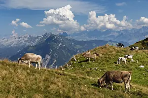 Cows on the Niederbauen, Lake Lucerne