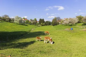 Cows in a pasture