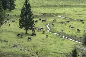 Cows on the pasture in front of the cattle drive