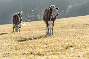 Cows in pasture in morning. Montbeliarde cow in jura in France