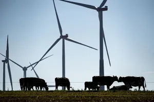 Cows on a pasture, wind farm near Bad Wunneberg