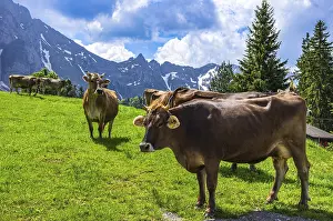 Cows with properly attached ear tags graze on an alpine pasture in the Swiss Alps near Urnasch and Schwagalp