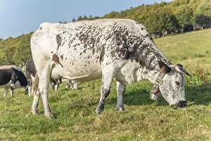 Cows of Vosges breed in pasture in mountain