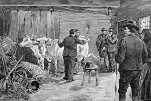 Cowshed, vaccinating cows, in Styria
