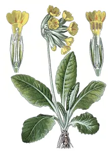 Cowslip (Primula officinalis), a medicinal plant