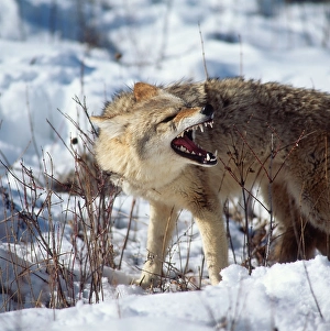 Coyote (Canis latrans)