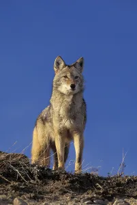 Coyote (canis latrans), adult, MONTANA