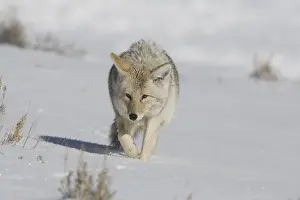 Coyote (Canis latrans), adult in snow