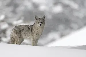 Coyote (Canis latrans) adult in snowy countryside