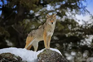 Coyote (Canis latrans), adult, in winter