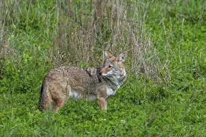 Coyote (Canis latrans) hunting in grassland