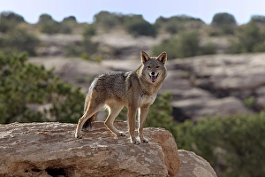 Coyote (Canis latrans) standing on rocks, Utah, United States, North America