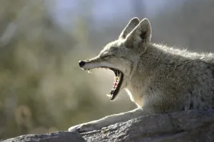 Coyote (Canis latrans), yawning