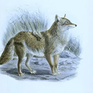 Coyote, Coyote, also North American prairie wolf (Canis latrans) or tumbleweed