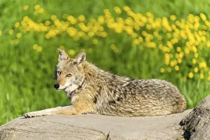 A coyote lies on a rock while yellow flowers bloom in the background