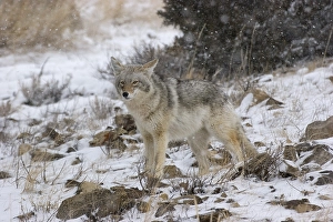 Coyote in winter scenery
