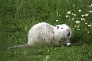 coypu