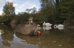 Coypu (Myocastor coypus)