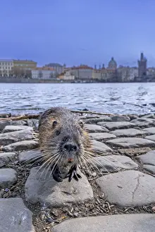 Coypu, nutria (Myocastor coypus) posing on quay along the Vltava river in the city Prague