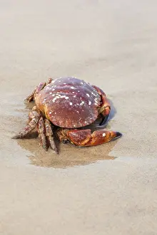 Crab crawling on a sandy beach by the sea