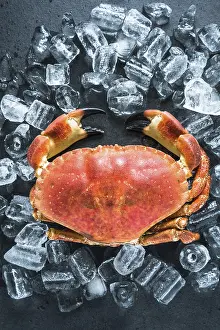Whole crab on dark slate and ice cubes from overhead