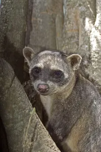 Crab-eating crab-eating raccoon (procyon cancrivorus)