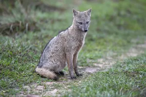 Crab-eating fox (Cerdocyon thous)